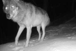 Důkaz z fotopasti. Přírodovědci potvrdili, že v Moravském krasu jsou vlci - Novinky