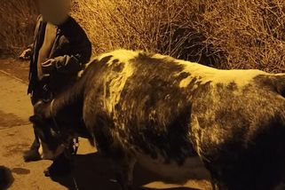 Muž na sídlišti v Praze venčil krávu - Novinky