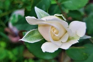 Úmrtí nenarozeného dítěte - nejhorší je rodit a vědět, že nic nebude - Médium.cz