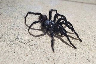 Smrtící sklípkanec jedovatý: nebezpečný je hlavně pro člověka, může měřit i devět centimetrů - Médium.cz