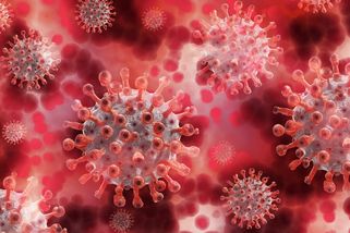 Studie ukázala, že koronavirus napadá buňky v penisu a varlatech opic - Techsvět