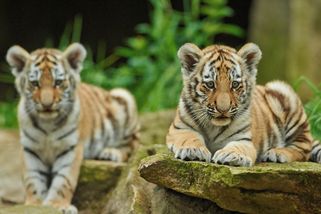 Světová rarita: vůbec poprvé se podařilo zachytit na kameru pět tygřích sourozenců ve volné přírodě - Médium.cz