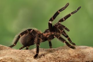 Jako ve filmu Sám doma. Majitelka hodila na nájemnici živou tarantuli, aby ženu dostala z bytu - Novinky