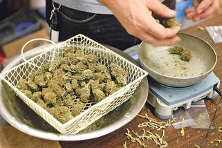 O léčbu konopím se hlásí víc lékařů navzdory nesmyslné byrokracii - Novinky