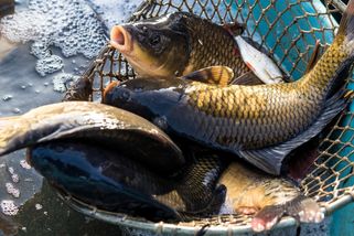Tesco letos udělalo tečku za prodejem kontroverzního vánočního zboží. Přidává se tak k dalším řetězcům
