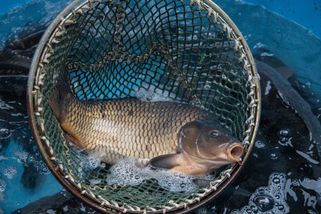 Zabraňte drastickému zacházení s kapry, nabádá Praha v kampani - Novinky