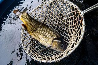 Citlivě a bezbolestně. Kampaň vyzývá k důstojnému zacházení s kapry - Seznam Zprávy