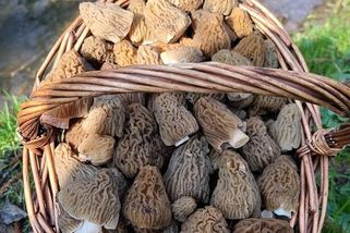 Na Pardubicku už rostou. Houbař se pochlubil vyhlášenou delikatesou