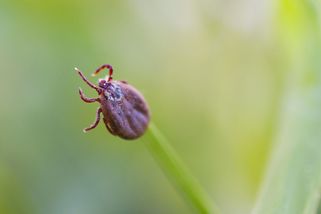 Jak správně vytáhnout klíště a mýty, kterým se raději vyvarovat - Novinky