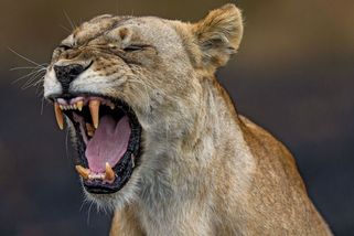 Lvice přeskočila zeď zahrady a odnesla si mohutného rotvajlera - Novinky