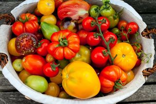 Je čas klíčení rajčat. Pusťte se do rozličných barev i tvarů a vytvořte si rajskou galerii