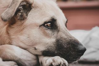 Věrný pes sám našel hrob svého pána a nevzdálil se od něj až do své smrti - Médium.cz