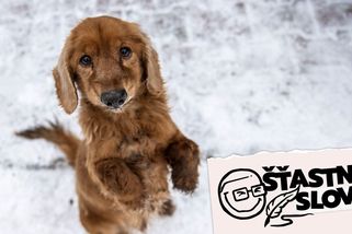 Bezpečí dětí má přednost. Svého psa si dejte na vodítko - Seznam Zprávy