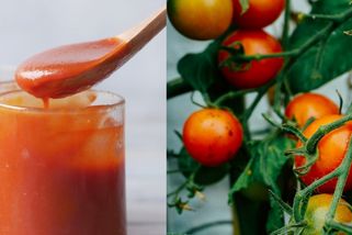 Neplodí vám rajčata? Pohnojte je domácím kečupem z loňska a dočkáte se bohaté úrody