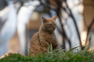 Během lovecké soutěže na Novém Zélandu postříleli rekordní počet koček. Účastnily se i děti - Novinky