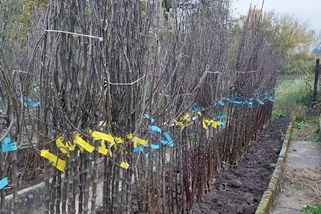 Stromky se žlutými a modrými stužkami nechceme, zl...