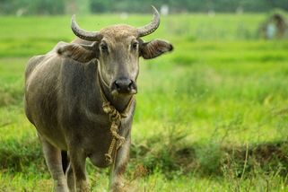 Buvol utekl před porážkou i policií. Nakonec zachránil i dva své parťáky - Novinky