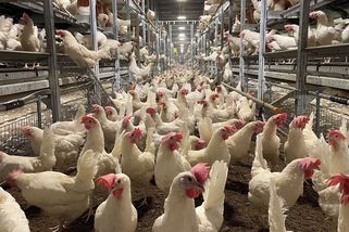 Škoda v chovu slepic na Hradecku by mohla být v řádu až stovek milionů - Seznam Zprávy