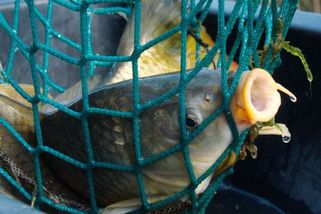 Krvavé Vánoce: Češi kupují kapra v igelitce, hrdí na komunistické tradice - Médium.cz