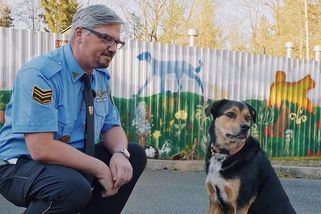 Chtějí pod stromeček štěně nebo kotě. Do plzeňského útulku volají desítky lidí denně - Novinky