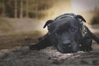 Mladík na Děčínsku podřízl fence hrdlo. Nechal ji krvácet vedle vykopaného hrobu