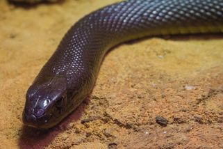 Taipan menší: nejjedovatější had světa má dost jedu na zabití stovky lidí nebo čtvrt milionu myší - Médium.cz