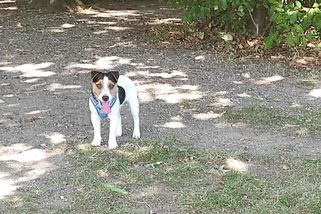 Jak jsme si pořídili „rizikového“ Jack Russell teriéra aneb Dvacet měsíců zkušeností - Médium.cz