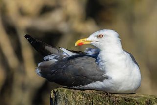 V Etiopii chytili švédského racka a obvinili jej ze špionáže - Novinky