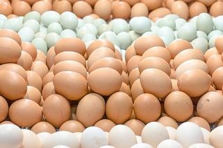 Slepičí vejce se už nevaří ve vodě. Nová metoda je mnohem pohodlnější