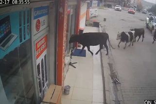 Do prodejny elektrospotřebičů v Turecku napochodovalo stádo krav - Novinky