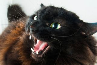 Sousedka nutí ženu, aby přejmenovala kočku. Uráží to moji víru, tvrdí