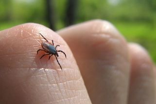 Chcete letos zahradu nebo dvorek bez klíšťat? Toto proto musíte udělat