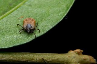 Na Petříně je nakažené každé druhé klíště, stačí si sednout, varuje vědkyně - Seznam Zprávy