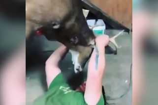 Šprýmař se napil piva z jelena, jeho partnerka se s ním chce rozejít | Darwinovy ceny