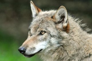 Hnutí Duha: Vlci v pohraničí mohou být ohrožení lovem na Slovensku