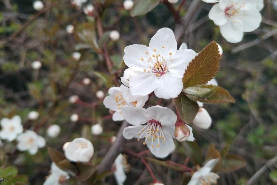 Kvetoucí mirabelka (Prunus domestica) subsp. syriaca na zastávce Spojovací (březen 2026) - Václav Kovalčík - (blog.sme.sk)