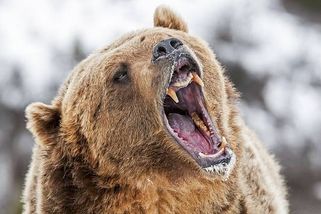 Medvědobijec, který se bojí vysavače: Poloslepý pes ochránil rodinu před šelmou