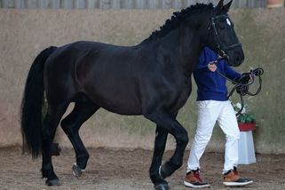 700 kilo něhy: Plemenný hřebec Diego je v Česku unikát a velký mazel - Médium.cz