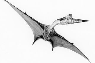 Gigantičtí ptakoještěři velcí jako letadlo uletěli za den i 2000 kilometrů - Médium.cz