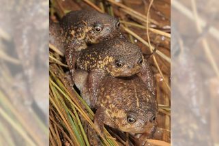 V Jižní Africe objevili neznámou žábu, která neskáče - Novinky