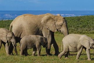 Sloni v JAR ušlapali španělského turistu. Chtěl si je vyfotit - Novinky