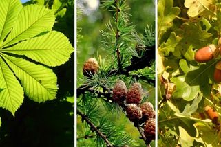 KVÍZ: Poznáte nejznámější druhy stromů? Otestujte se, zda zvládnete učivo prvního stupně