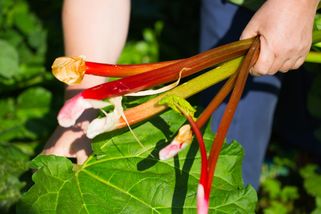 Rebarbora vyžaduje trochu péče: řapíky nikdy nestříhejte, jinak o rostlinu přijdete. Hlavně ji nepěstujte poblíž těchto keřů