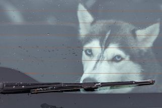 Žena chtěla štěně huskyho za 6000, přišla o 120 000 - Novinky