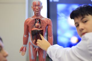 Zajímavosti o lidském těle, které nevíte: Každých 7 let jste jiný člověk, mozek “svítí” jak žárovka a více buněk než hvězd