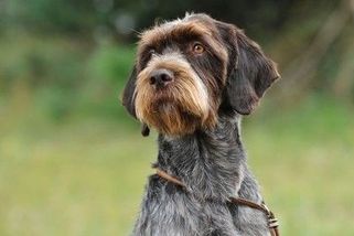 Psi byli špinaví a zapáchali. Starosta z Tachovska musí k přestupkové komisi za týrání zvířat - Novinky