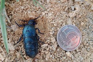 Nesahat! S oteplením vylézají majky. Před predátory se brání jedovatým koktejlem