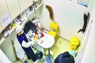 Kočky vtrhly na veterinární kliniku jako uragán - Novinky