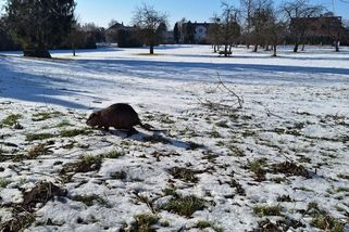 Přemnožení nutrií hlásí další obec. Ve Staré Vsi nad Ondřejnicí hlodavci obsadili centrum