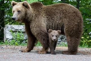 Útok medvědice rezonuje Slovenskem. Aktivisté: Vůbec k němu nemuselo dojít